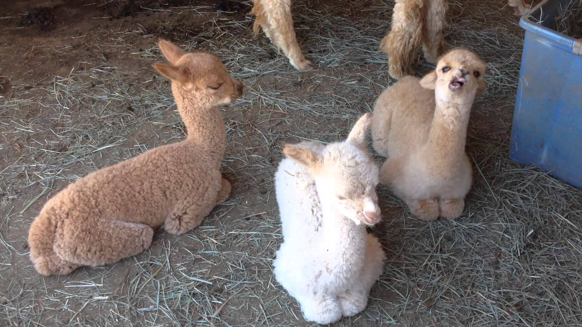 baby alpaca